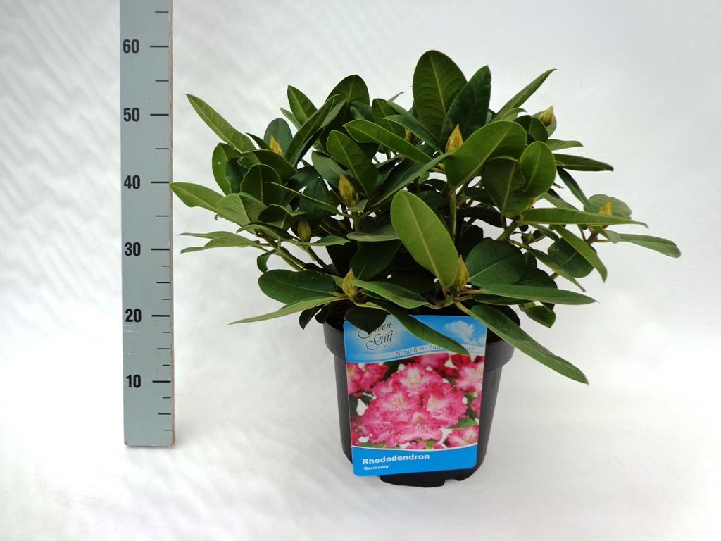 Rhododendron &