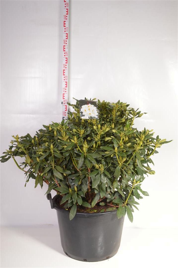 Rhododendron &