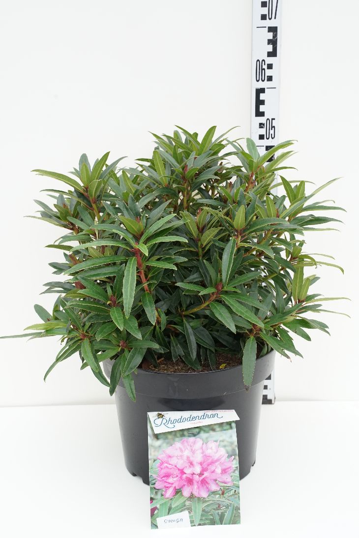 Rhododendron &