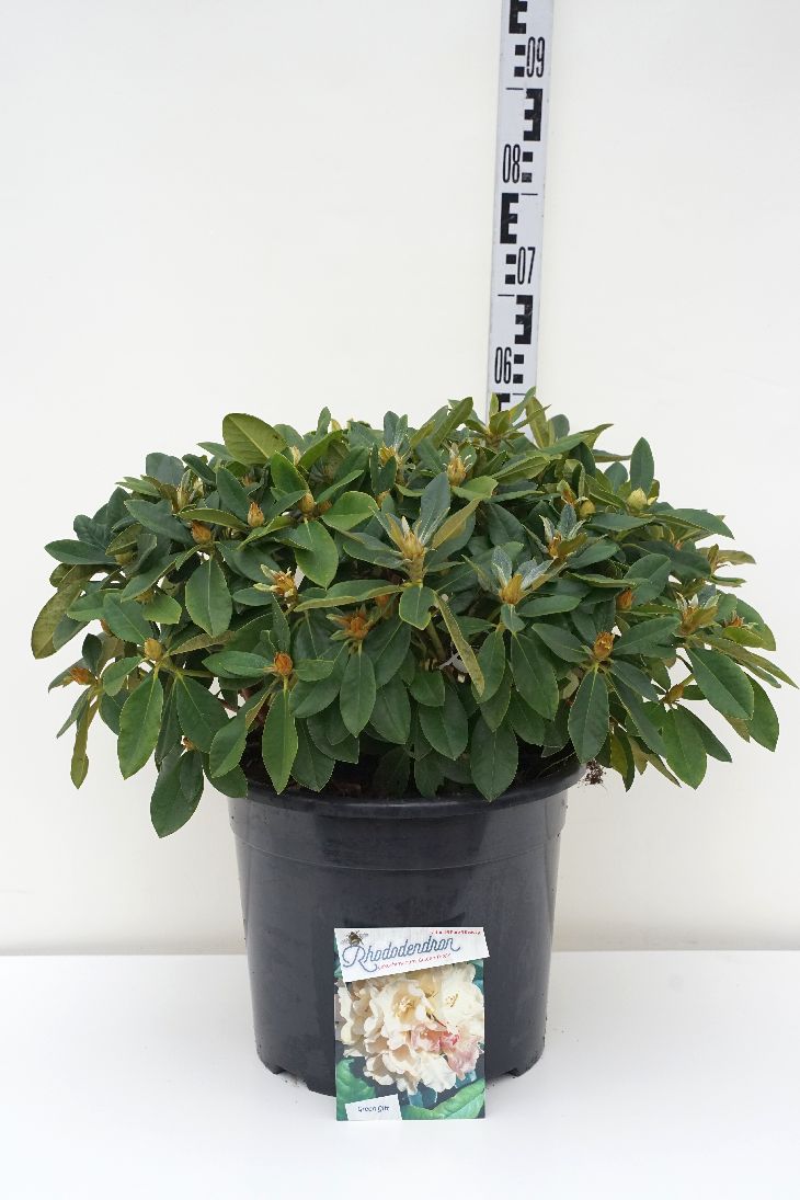 Rhododendron (Y) &