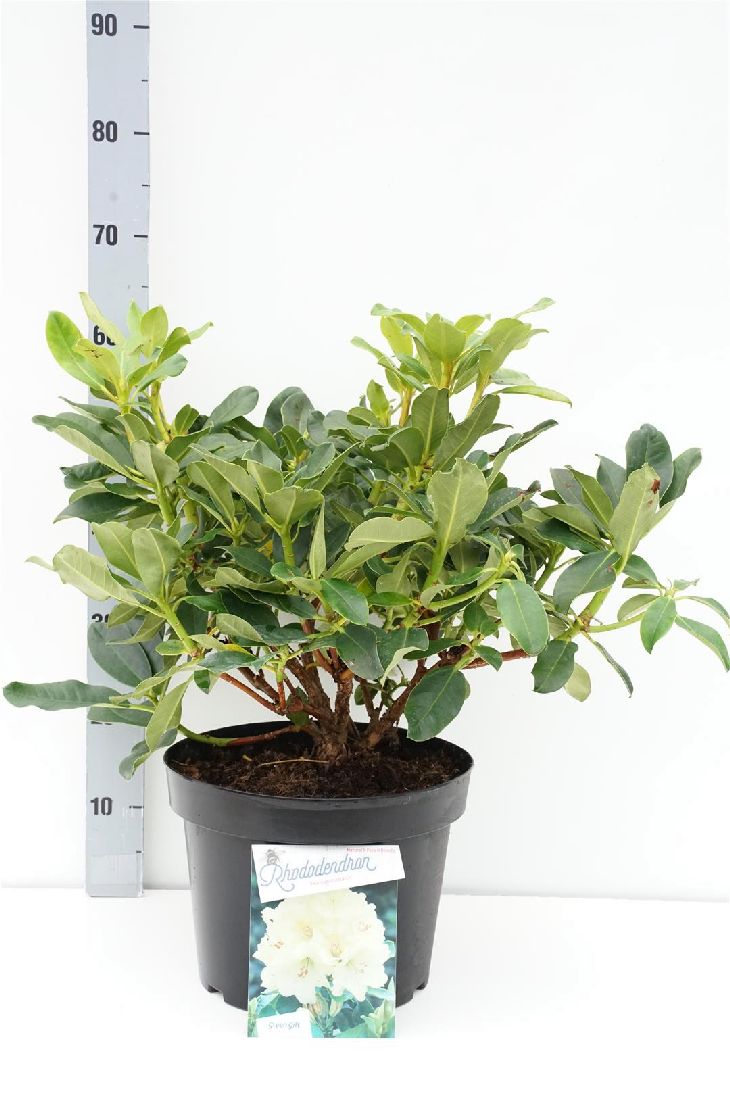 Rhododendron &