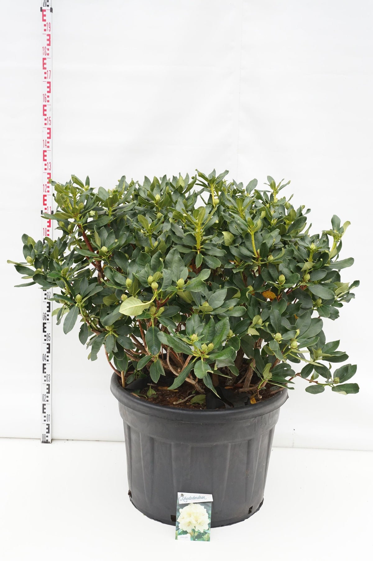 Rhododendron &
