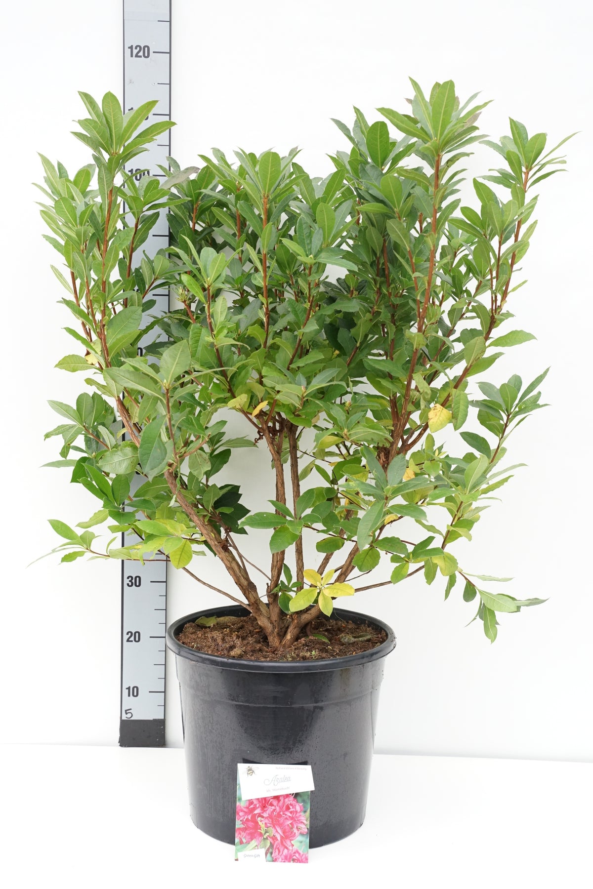 Rhododendron (AK) &
