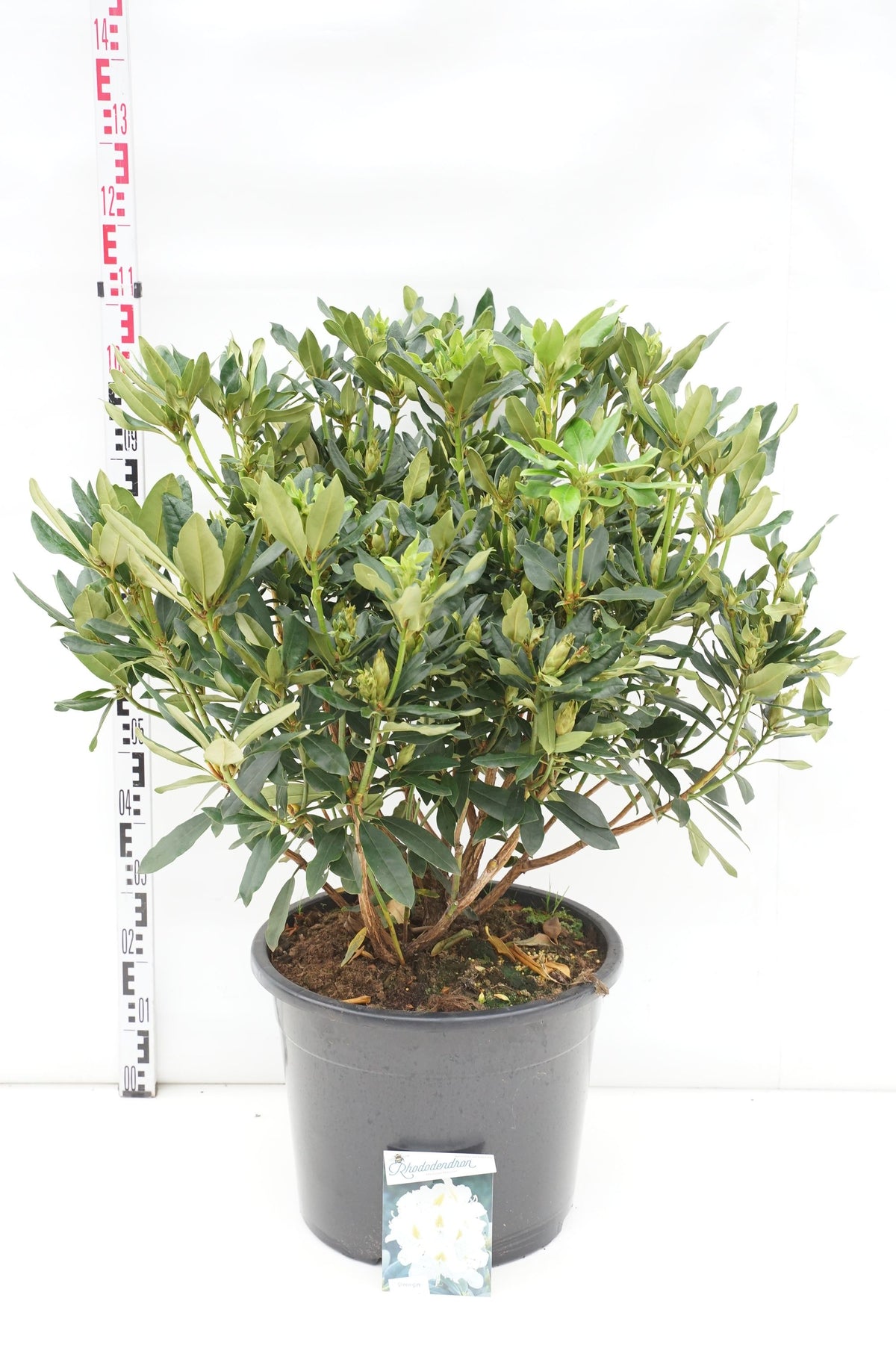 Rhododendron &