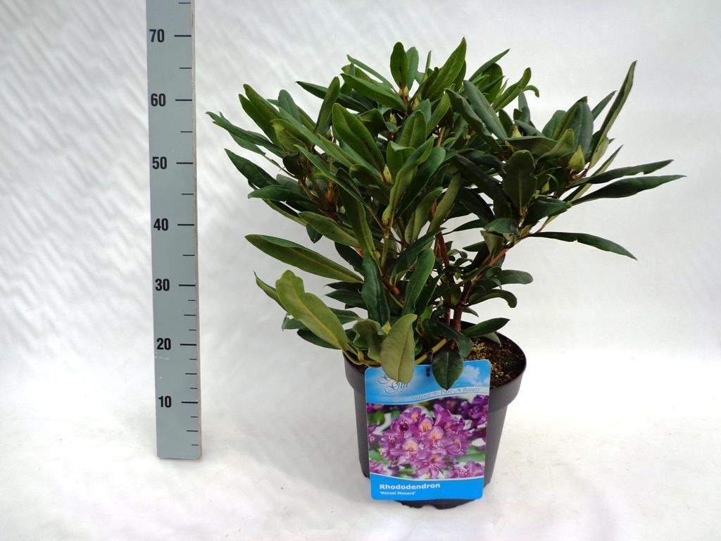 Rhododendron &