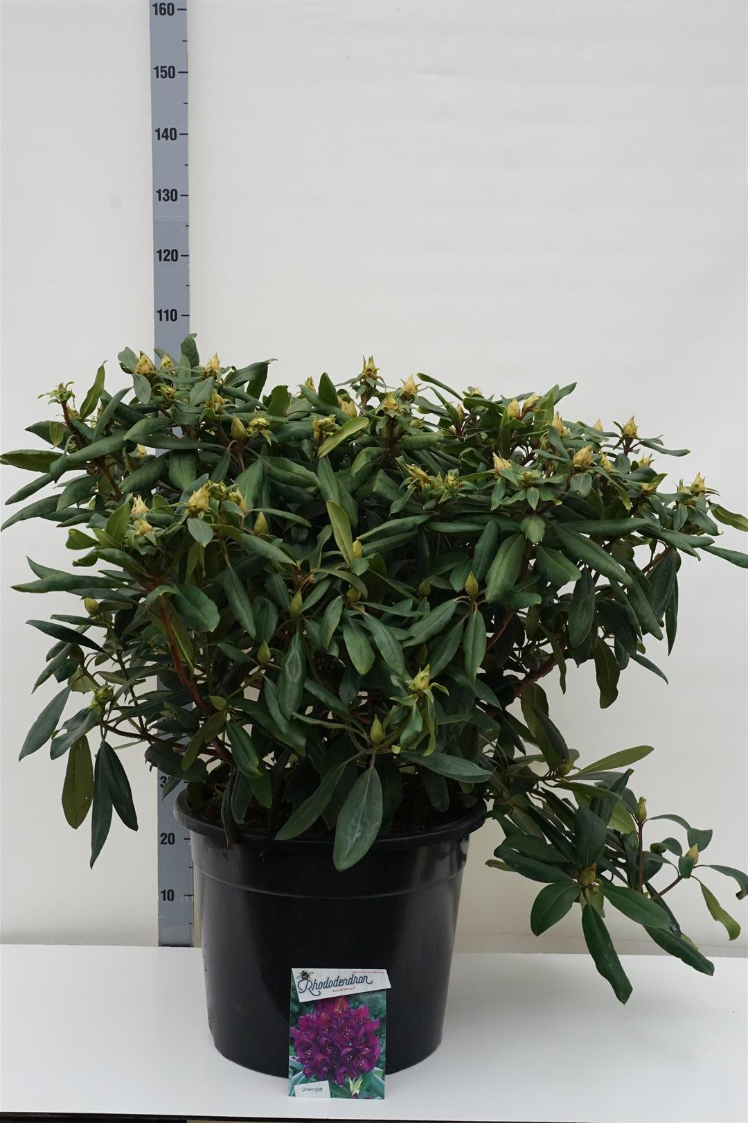 Rhododendron &