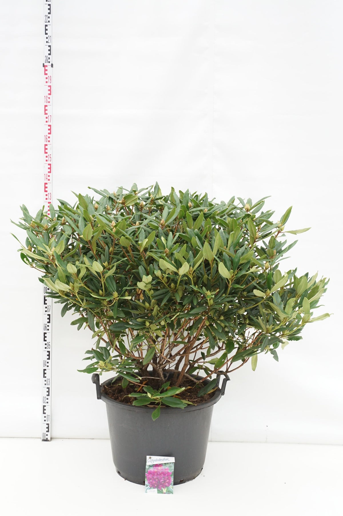 Rhododendron &