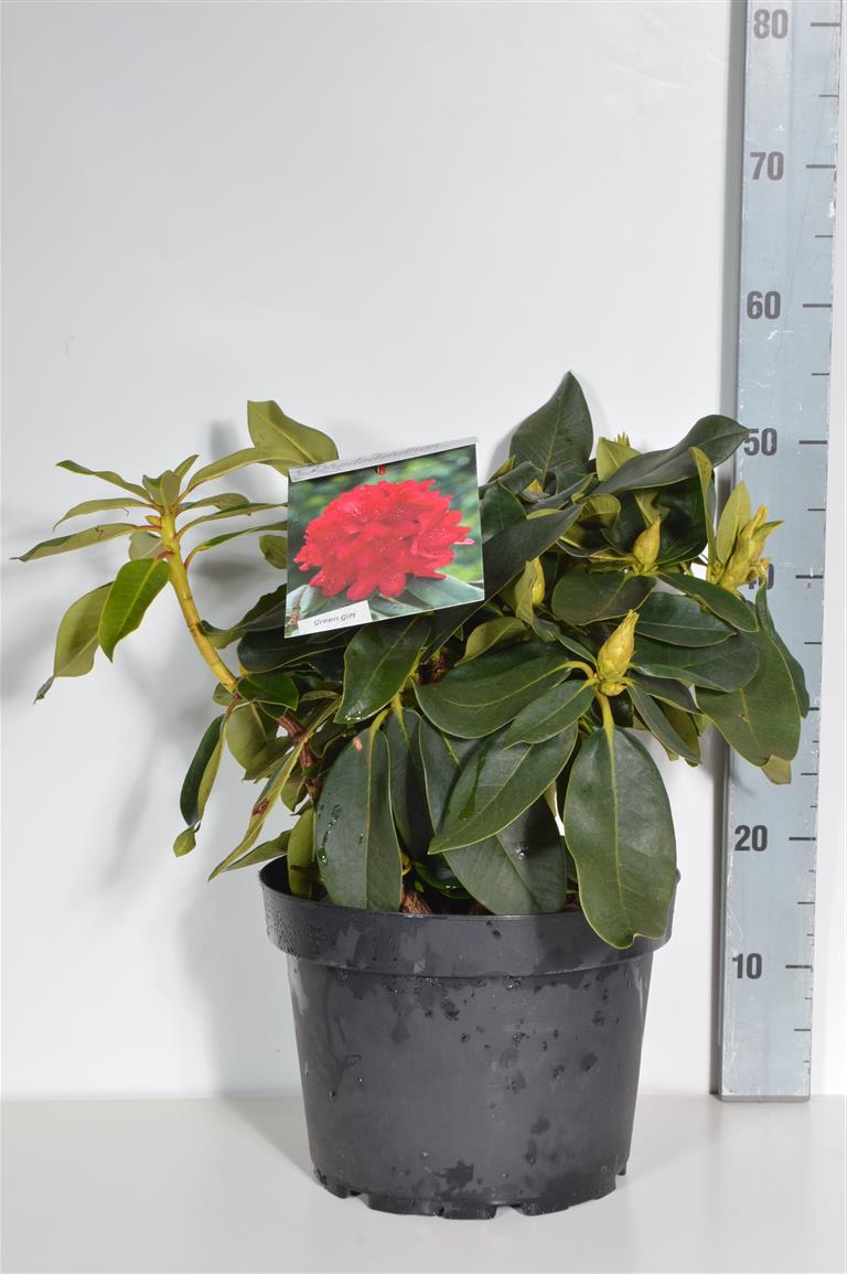 Rhododendron &