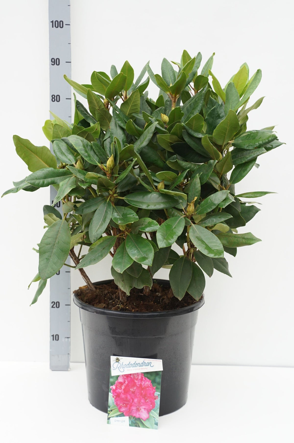 Rhododendron &