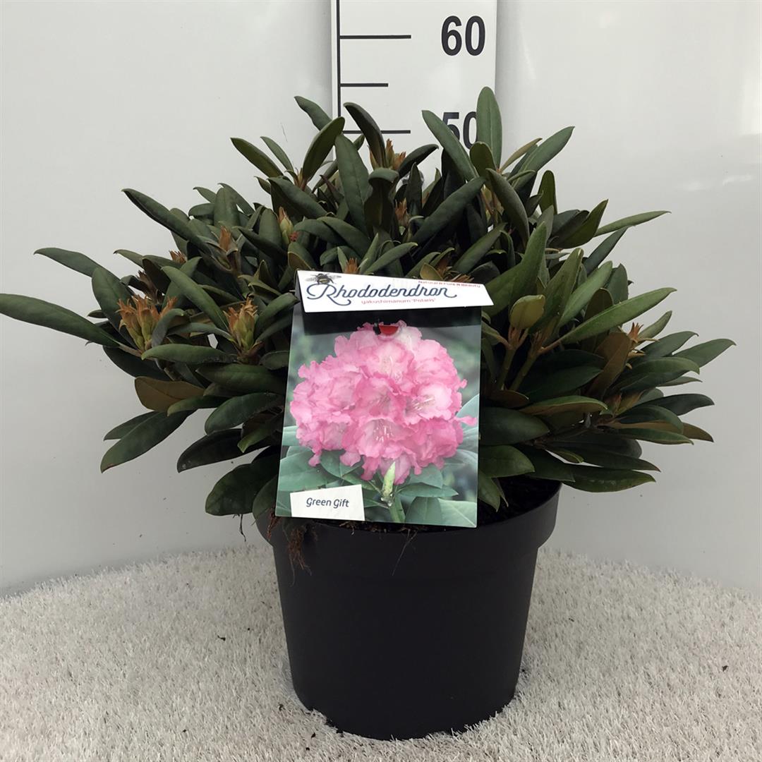 Rhododendron (Y) &