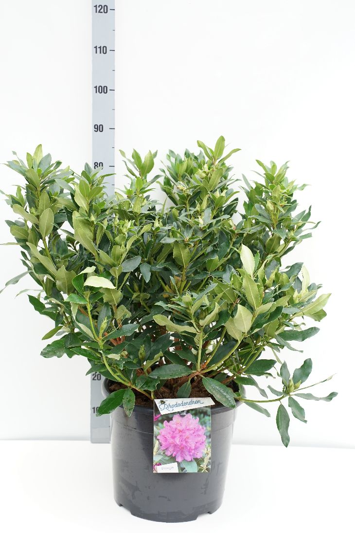 Rhododendron ponticum 60-80 cm C20 (20 liters kruka)