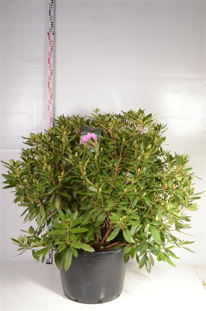 Rhododendron ponticum 100+ cm, C80 (80 liters kruka)