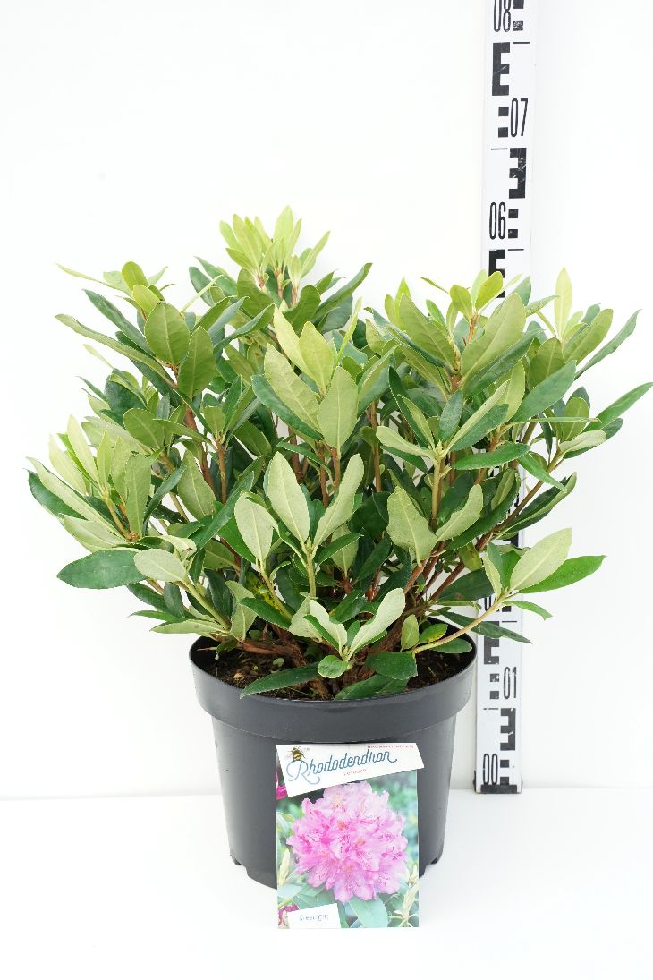Rhododendron ponticum C10 (10 liters kruka) 50-60 cm