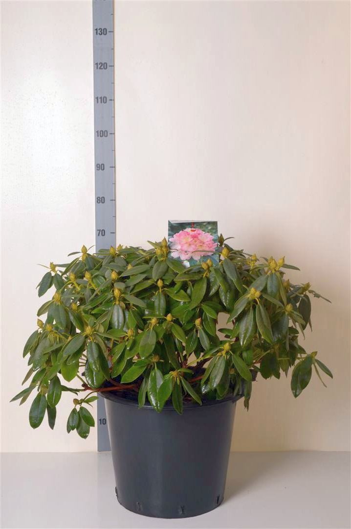 Rhododendron (Y) &