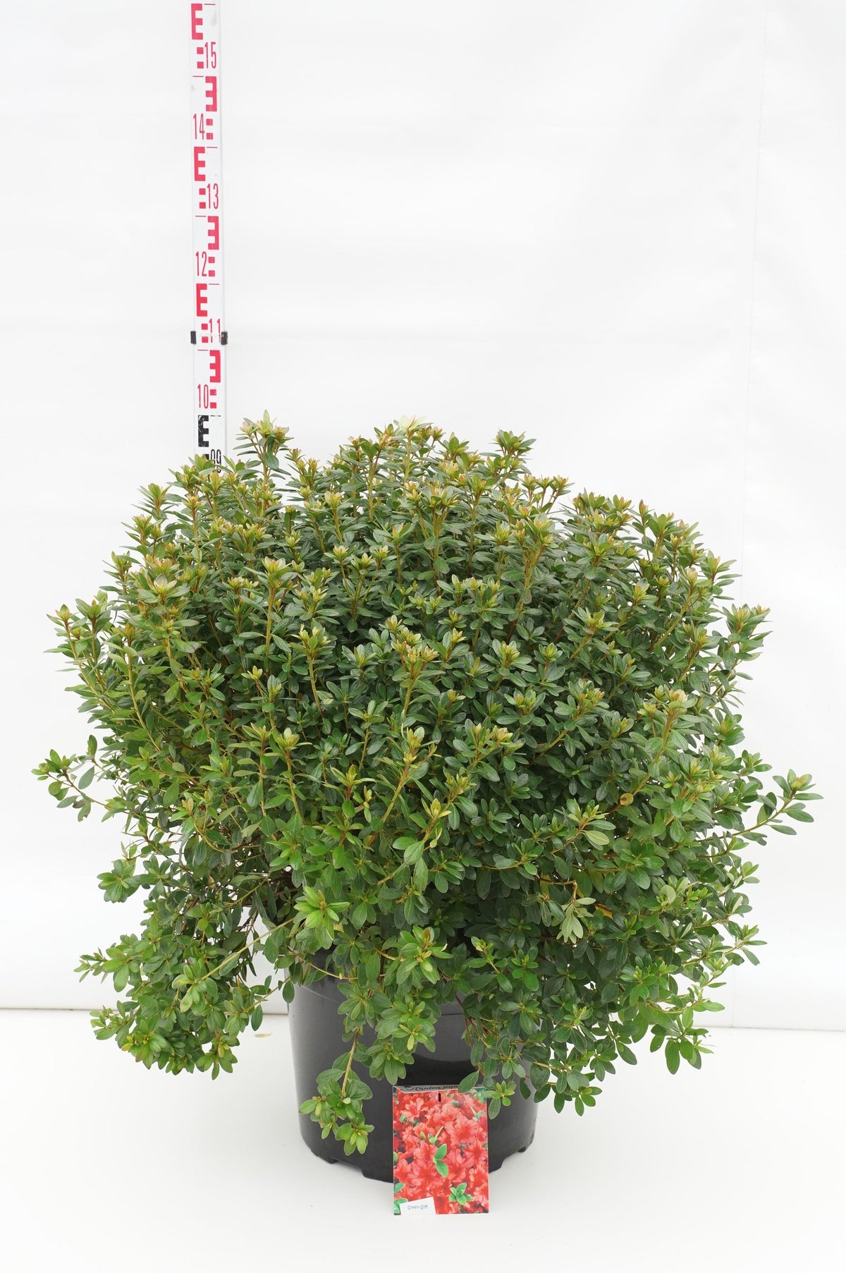 Rhododendron (AJ) &