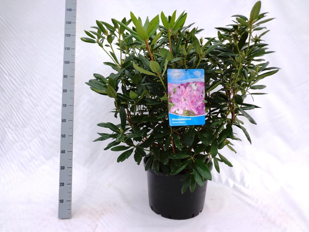 Rhododendron &