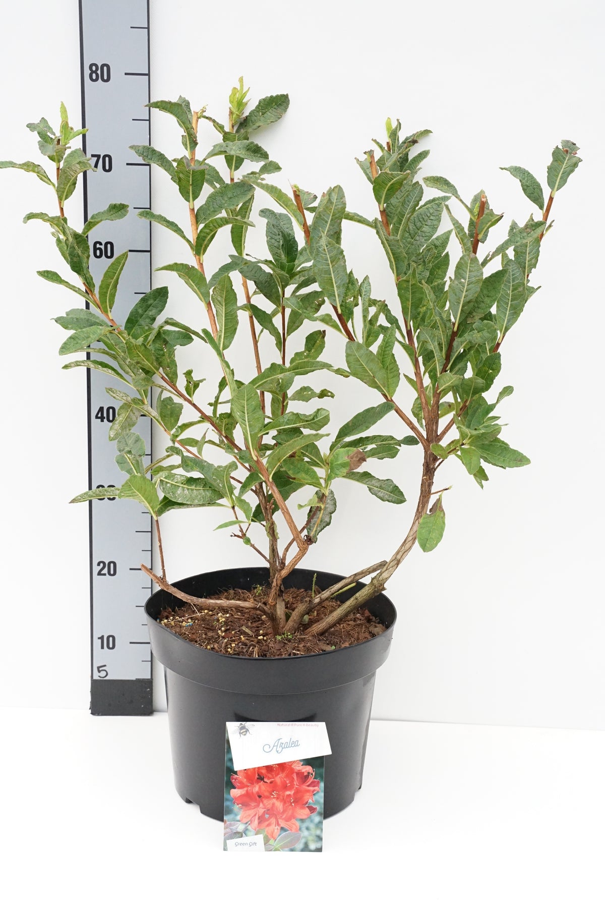 Rhododendron (AK) &