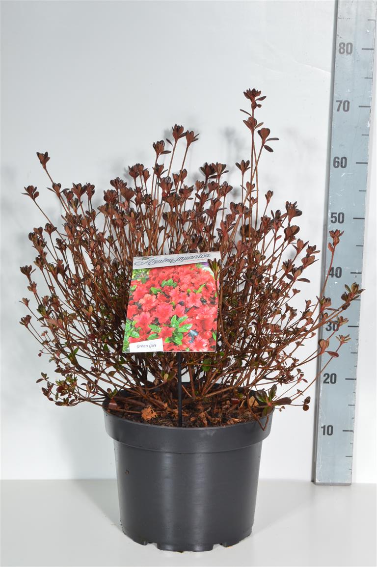 Rhododendron (AJ) &