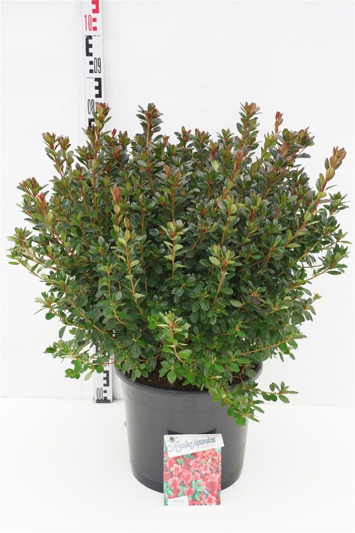 Rhododendron (AJ) &