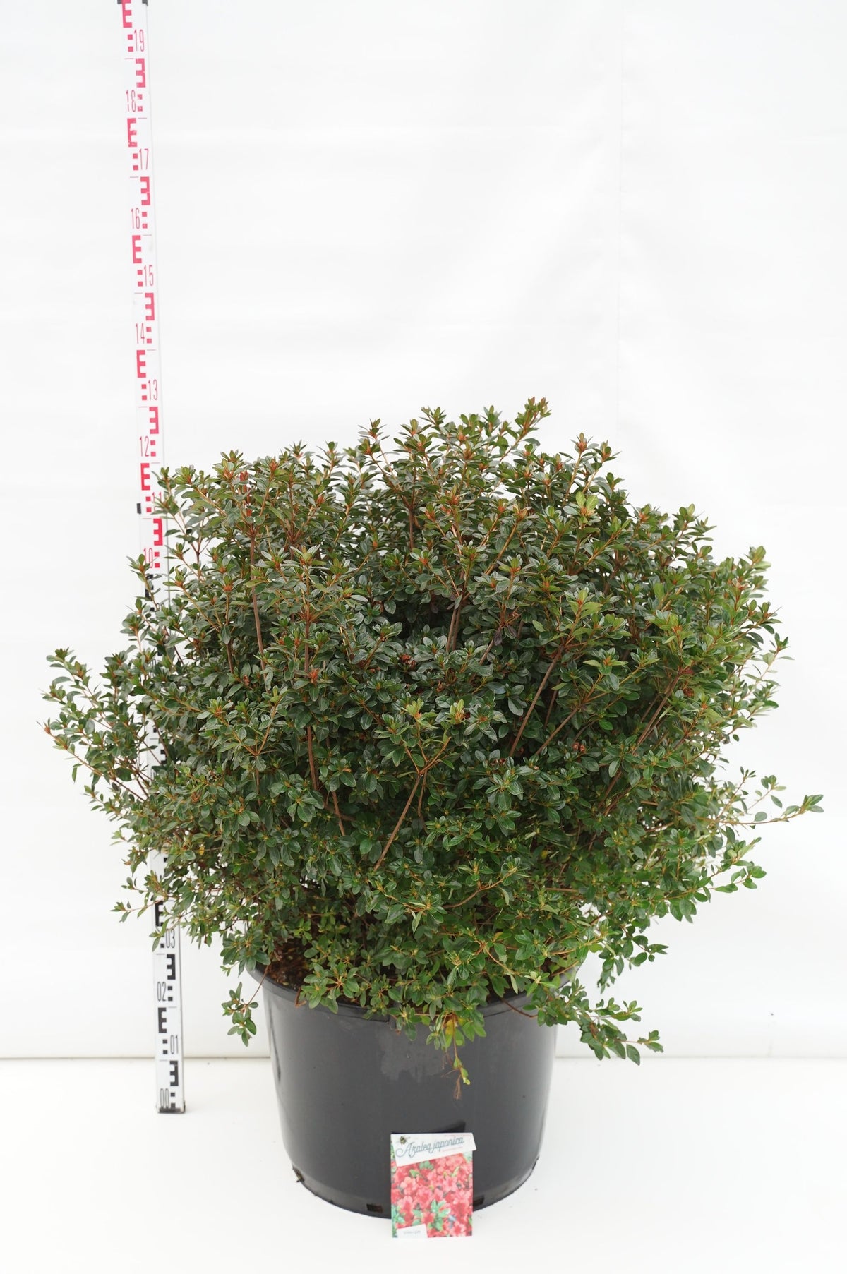 Rhododendron (AJ) &