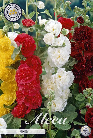 Stockros-Alcea Mixed – hel förpackningsbild med blomman, 3-pack. Från Svedberga Plantskola