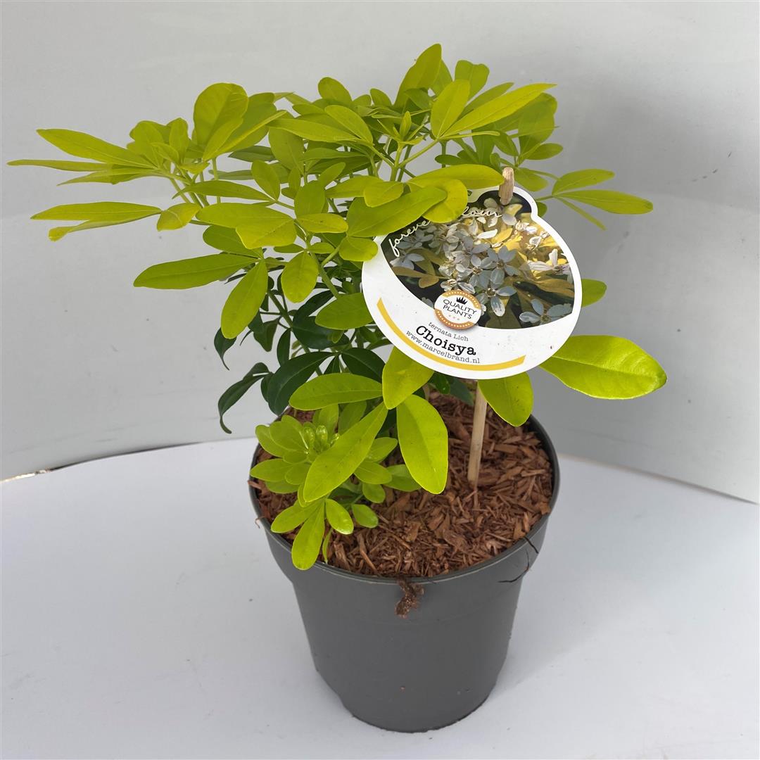 Choisya ternata &