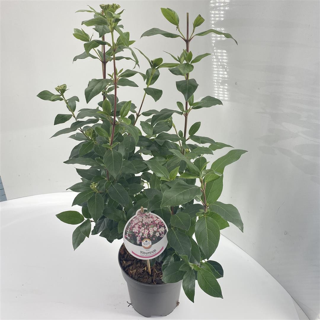Viburnum tinus 35-40 cm, C2 (2 liters kruka)