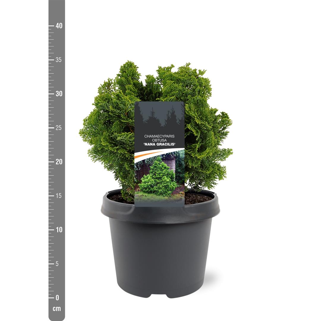 Chamaecyparis obtusa &