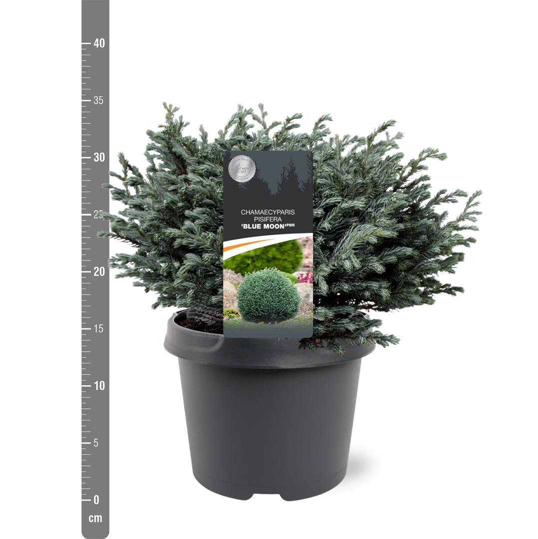 Chamaecyparis p. &
