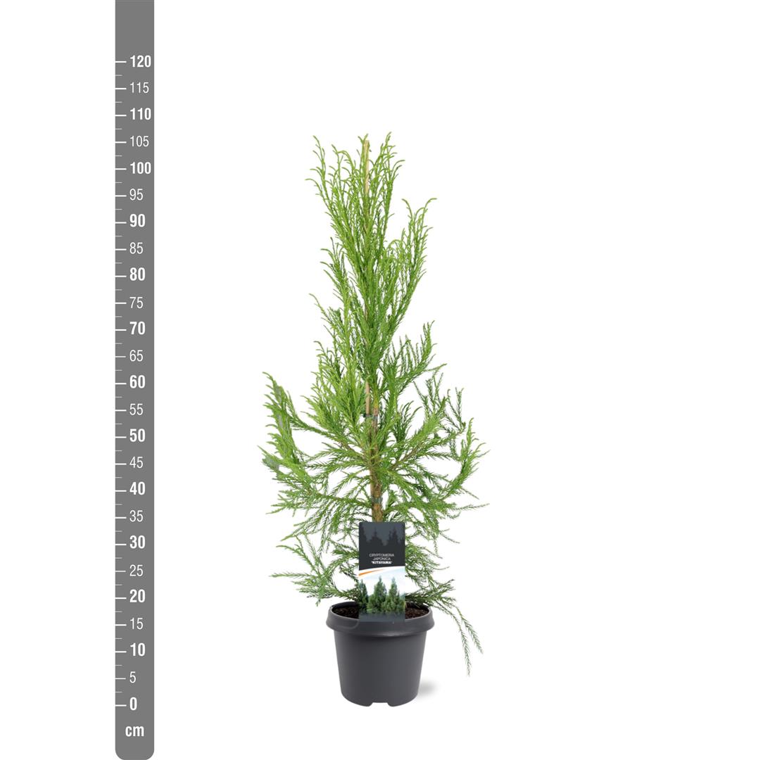 Cryptomeria j. &