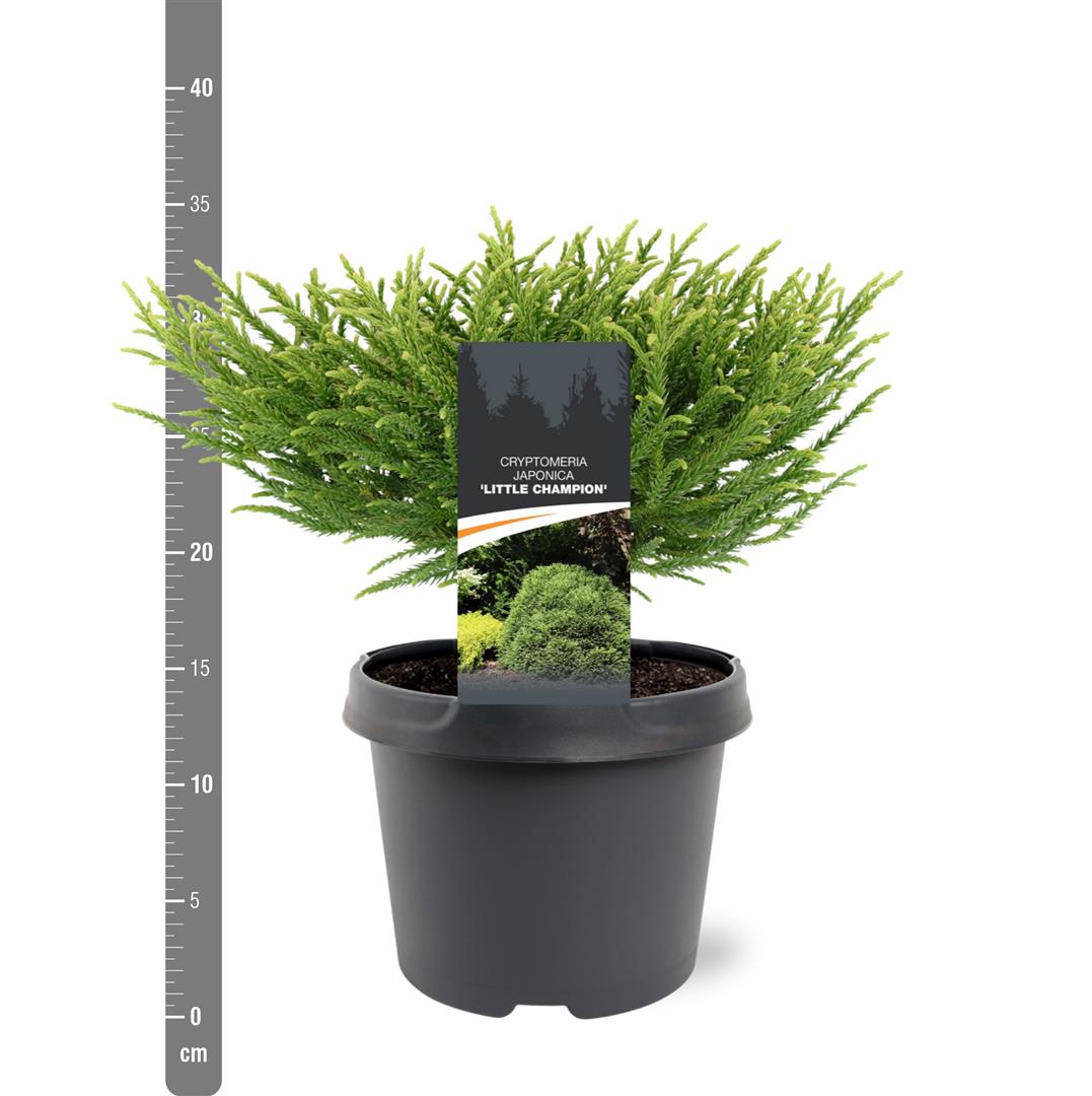 Cryptomeria j. &