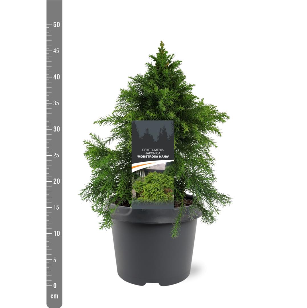Cryptomeria japonica &