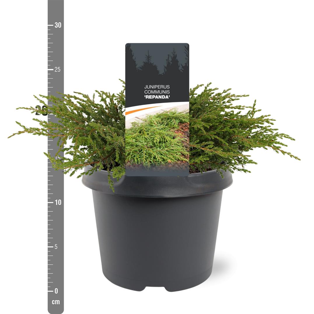 Juniperus communis &