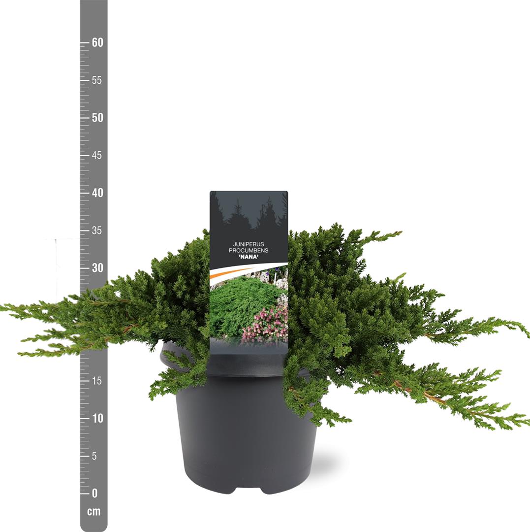 Juniperus proc. &