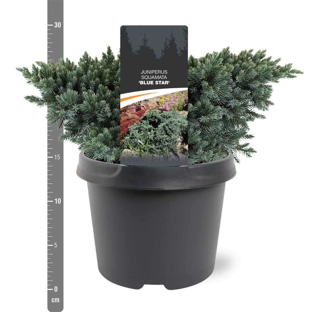 Juniperus squamata &