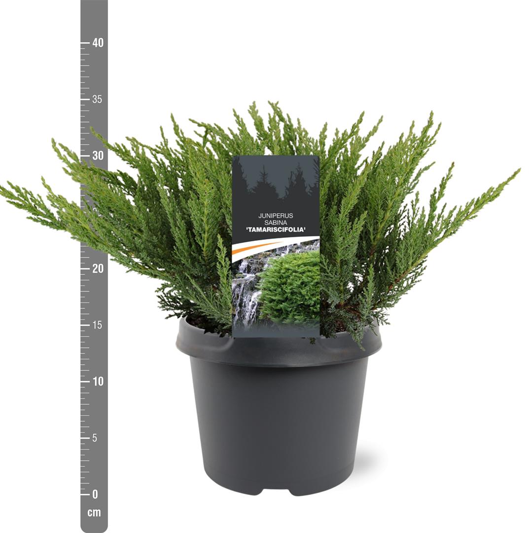 Juniperus sabina &