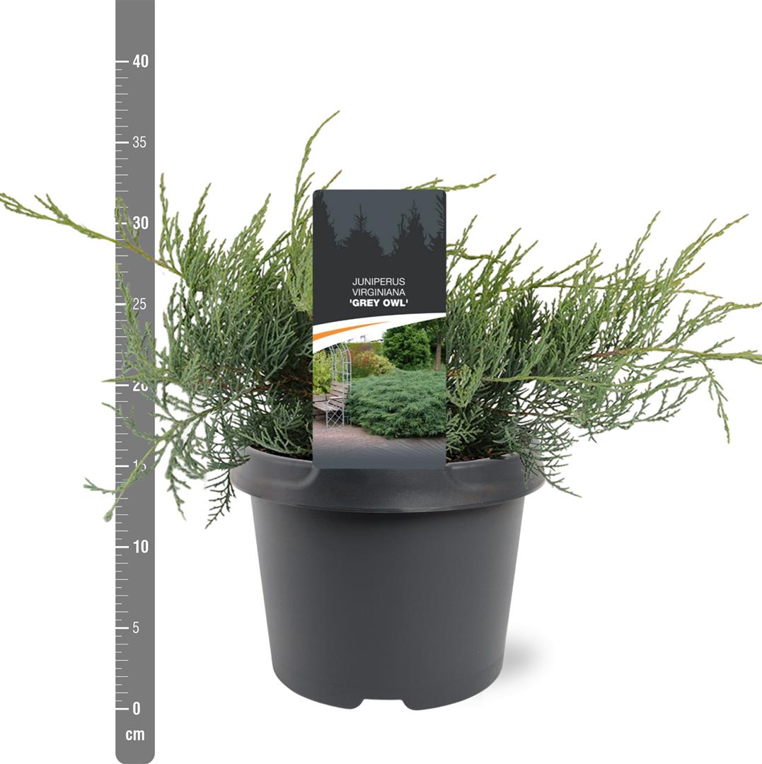 Juniperus virg. &