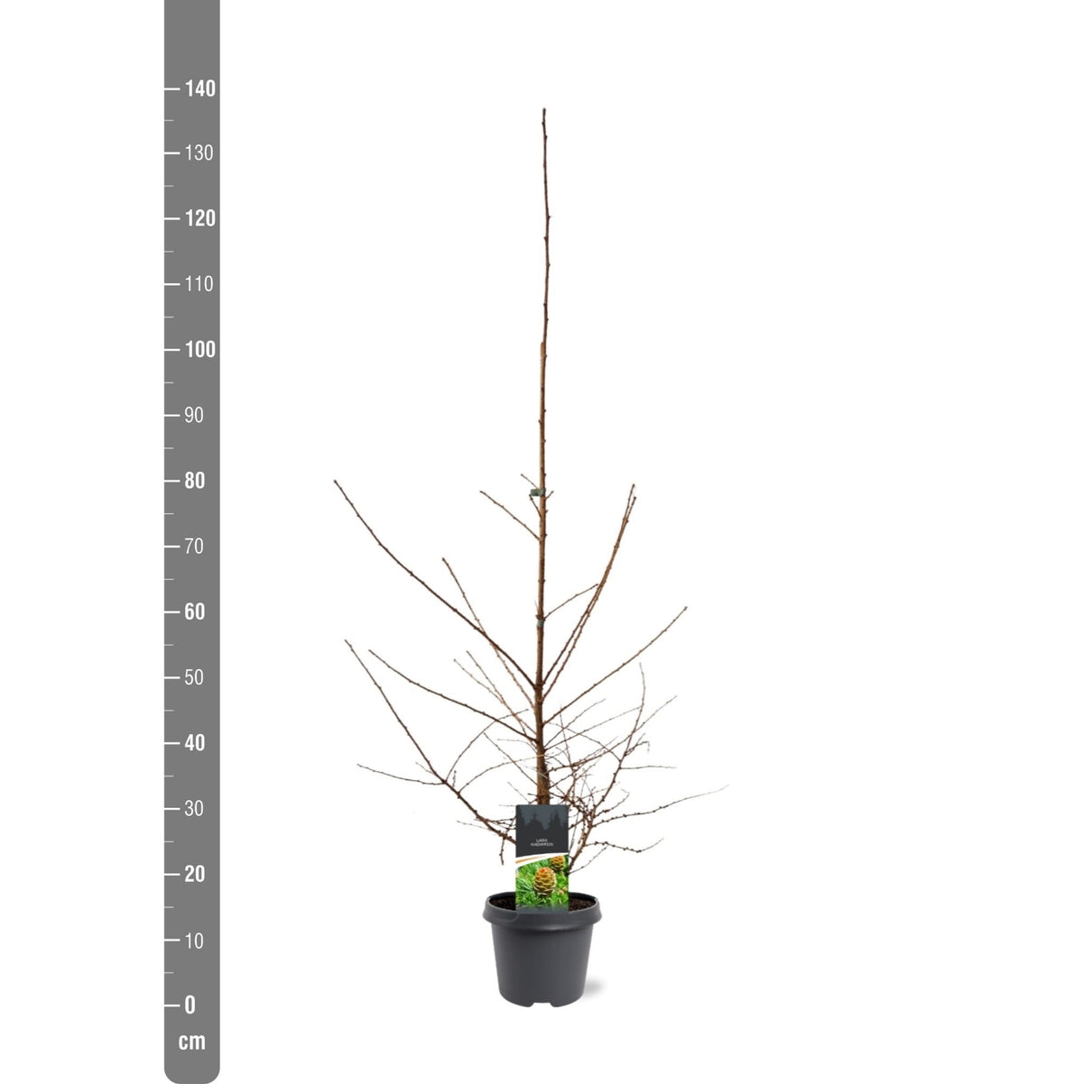 Larix kaempferi C5 (5 liters kruka) 100-125 cm