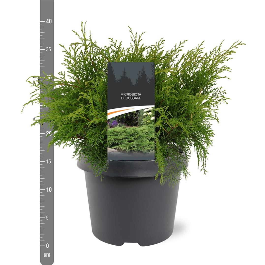 Microbiota decussata C3 (3 liters kruka) 30-40 cm