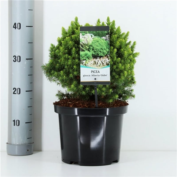 Picea glauca &