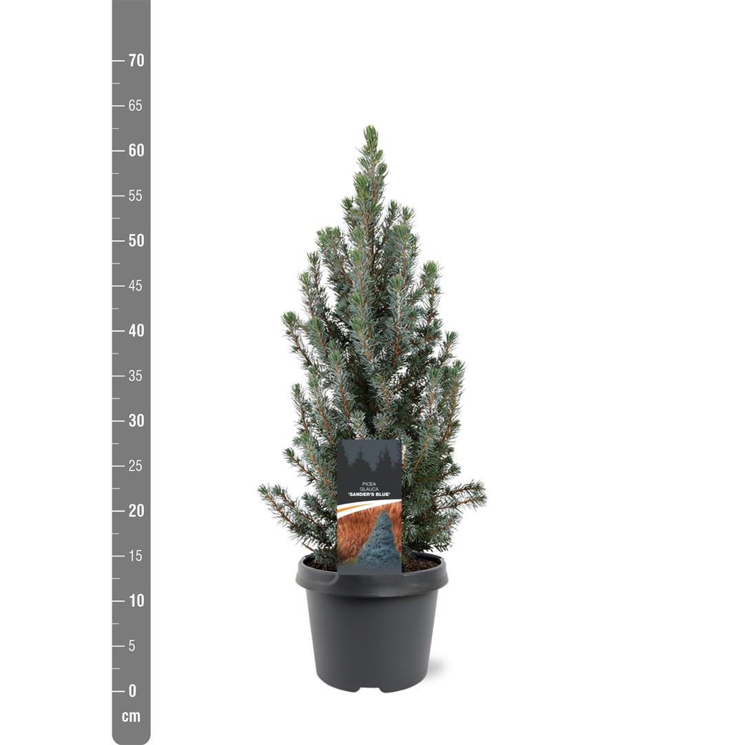 Picea glauca &