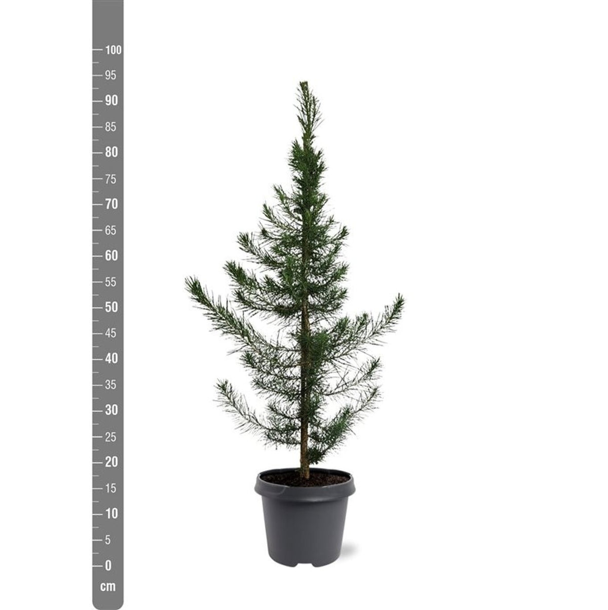 Pinus halepensis C5 (5 liters kruka) / 23 cm kruka 80-100 cm
