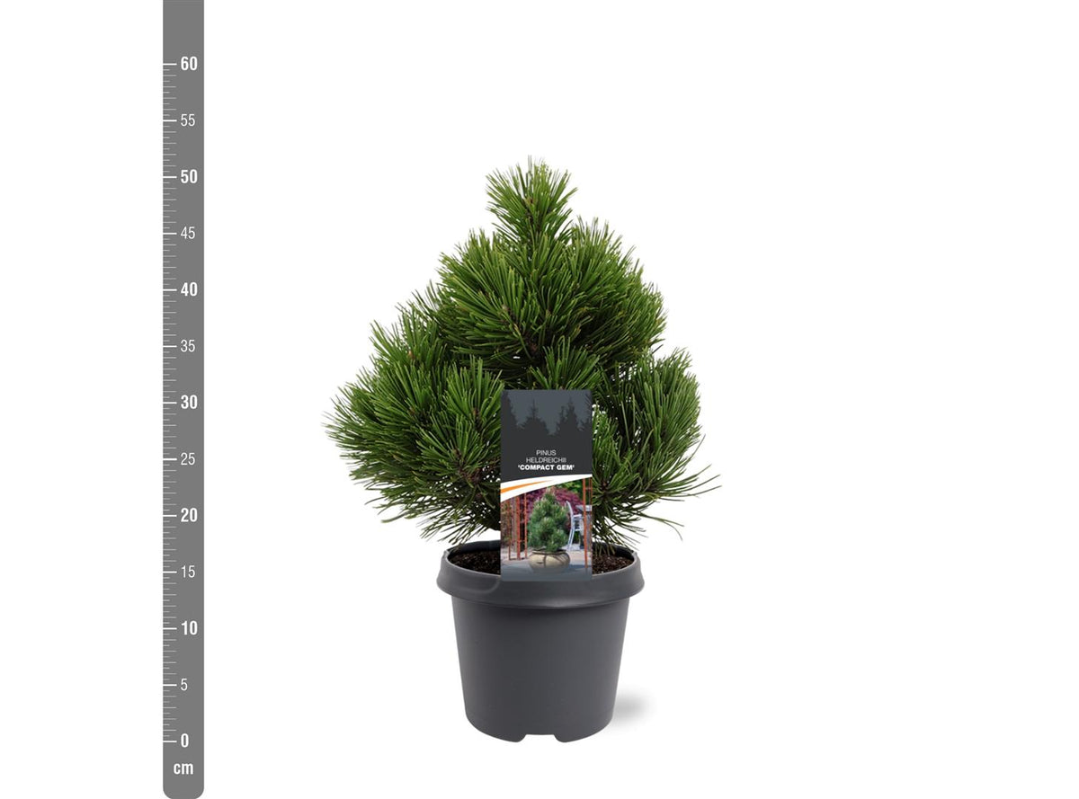 Pinus heldreichii &