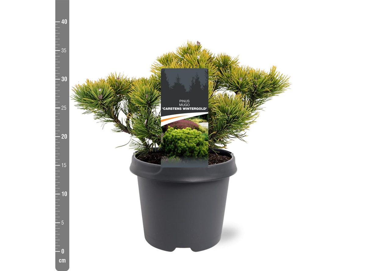 Pinus mugo &