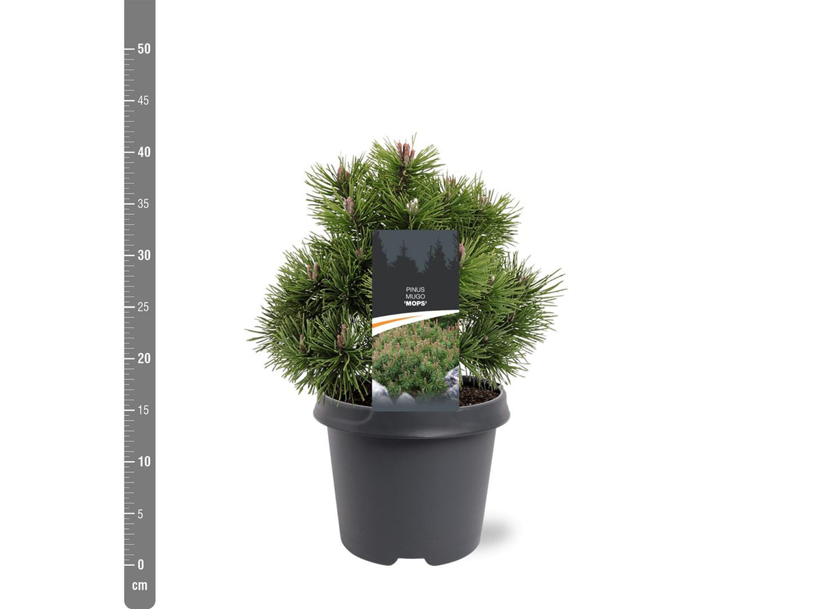 Pinus mugo &