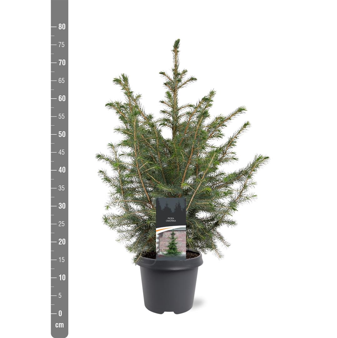 Picea omorika C5 (5 liters kruka) / 23 cm kruka 50-60 cm