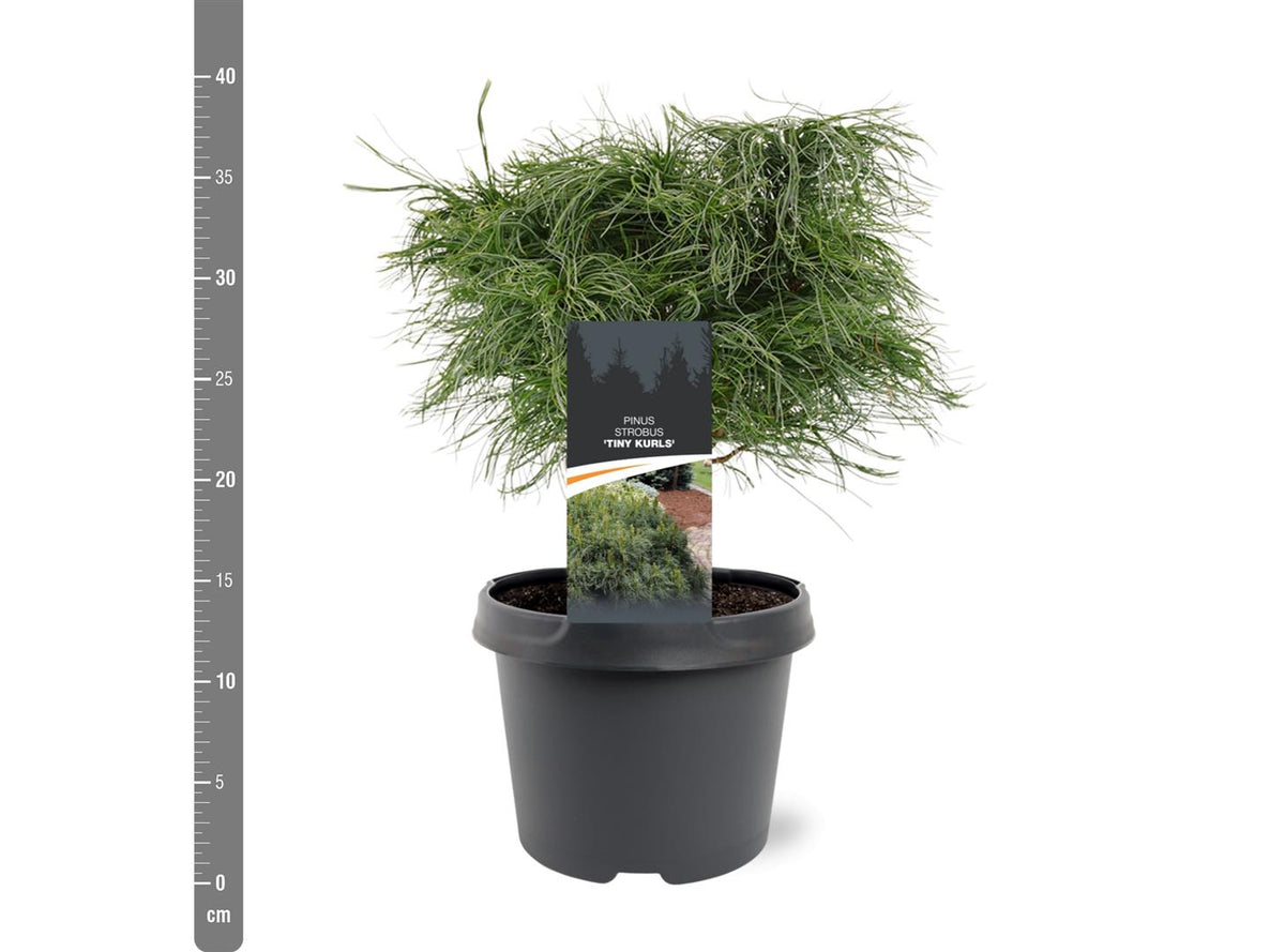 Pinus strobus &