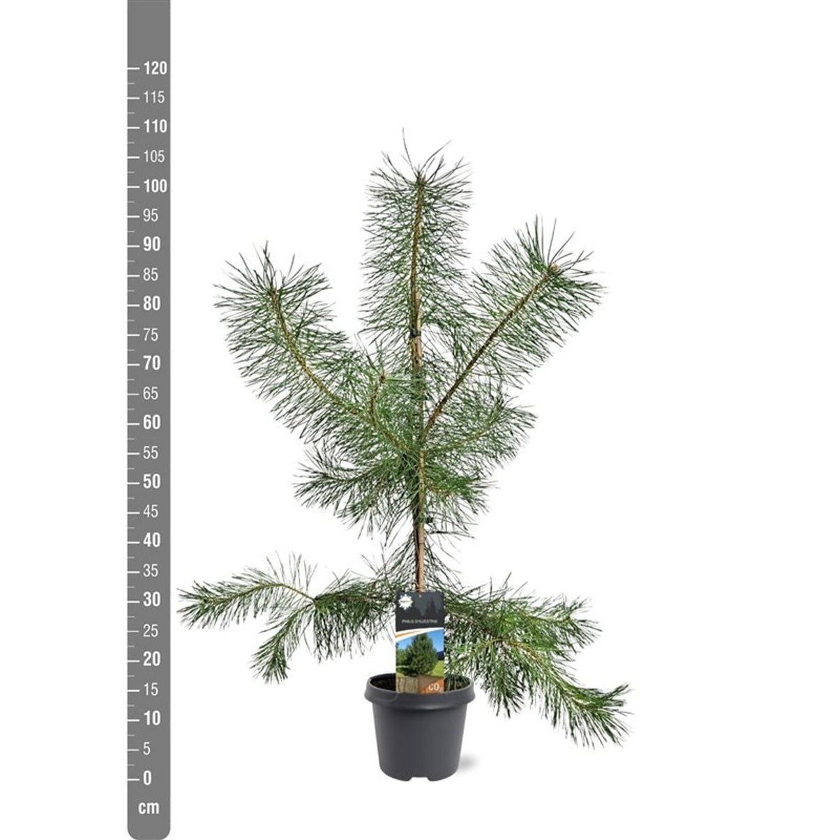 Pinus sylvestris C5 (5 liters kruka) / 23 cm kruka 80-100 cm