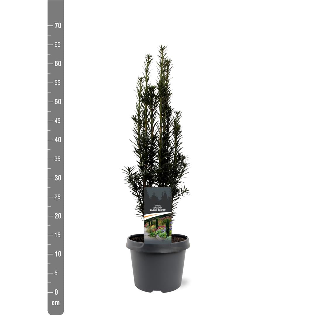 Taxus baccata &