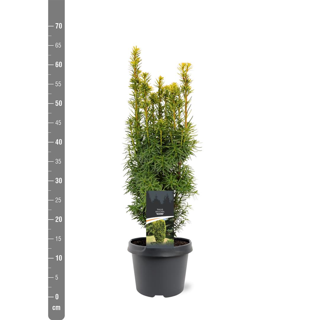 Taxus b. &